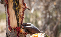 Exploring the Hadza