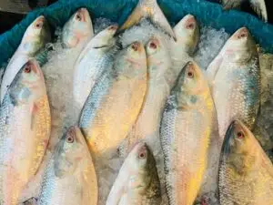 Hilsa fish in bangladesh