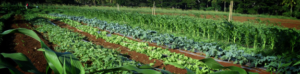 Agriculture and Fishing